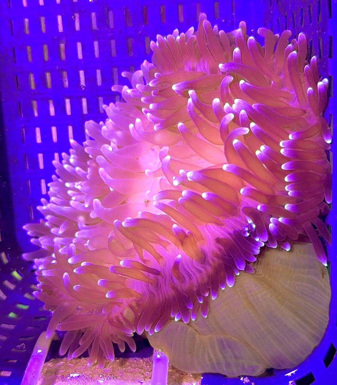 White Bubble Tip Anemone WBTA121001 WYSIWYG Size: XL 5" to 6"