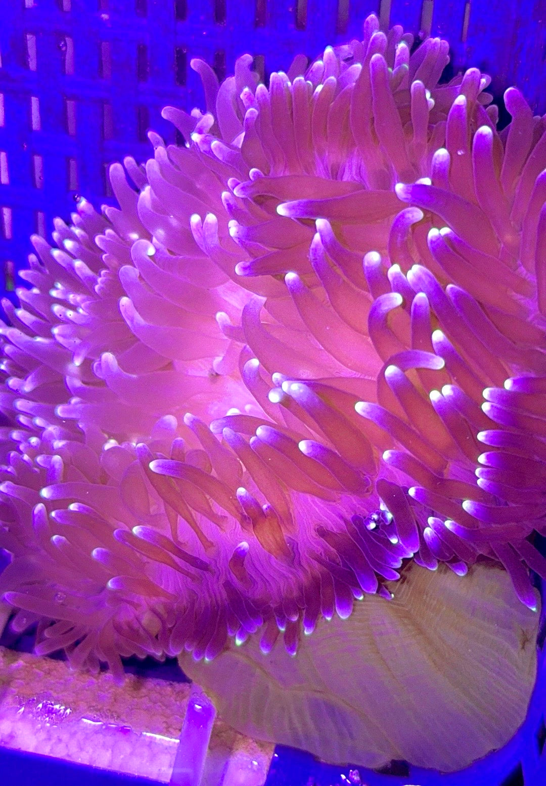White Bubble Tip Anemone WBTA121001 WYSIWYG Size: XL 5" to 6"