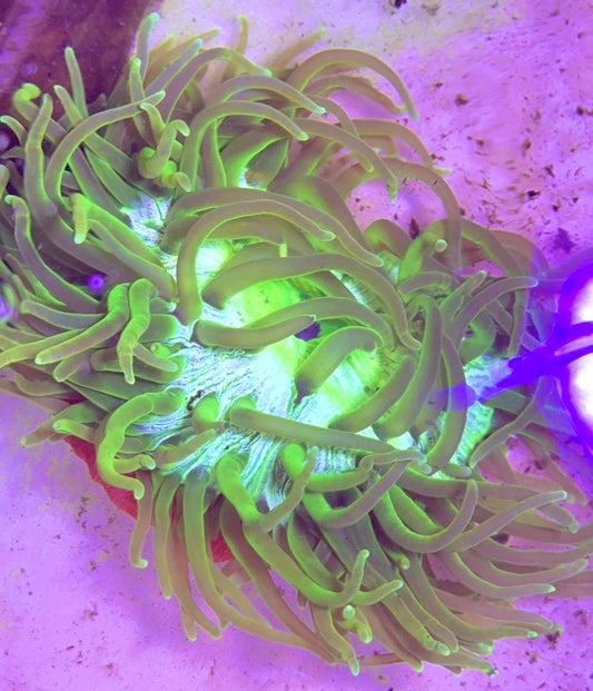 Green Long Tentacle Anemone GLTA121001 WYSIWYG Size XL: 9" to 11"