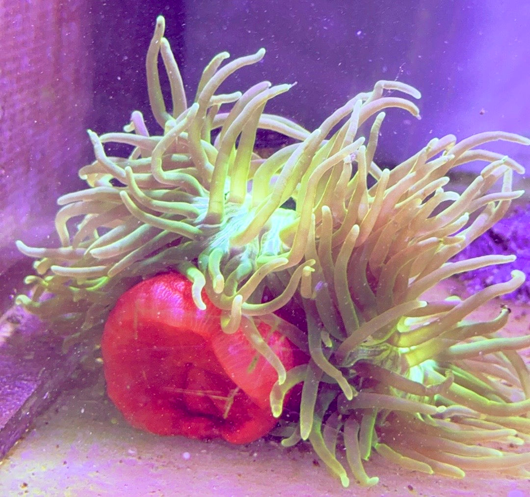 Green Long Tentacle Anemone GLTA121001 WYSIWYG Size XL: 9" to 11"