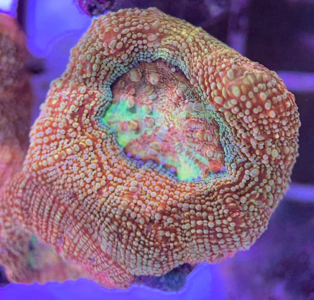 Acan Bowerbanki Red Size: L 2" to 3" Diamter Approx - Violet Aquarium 