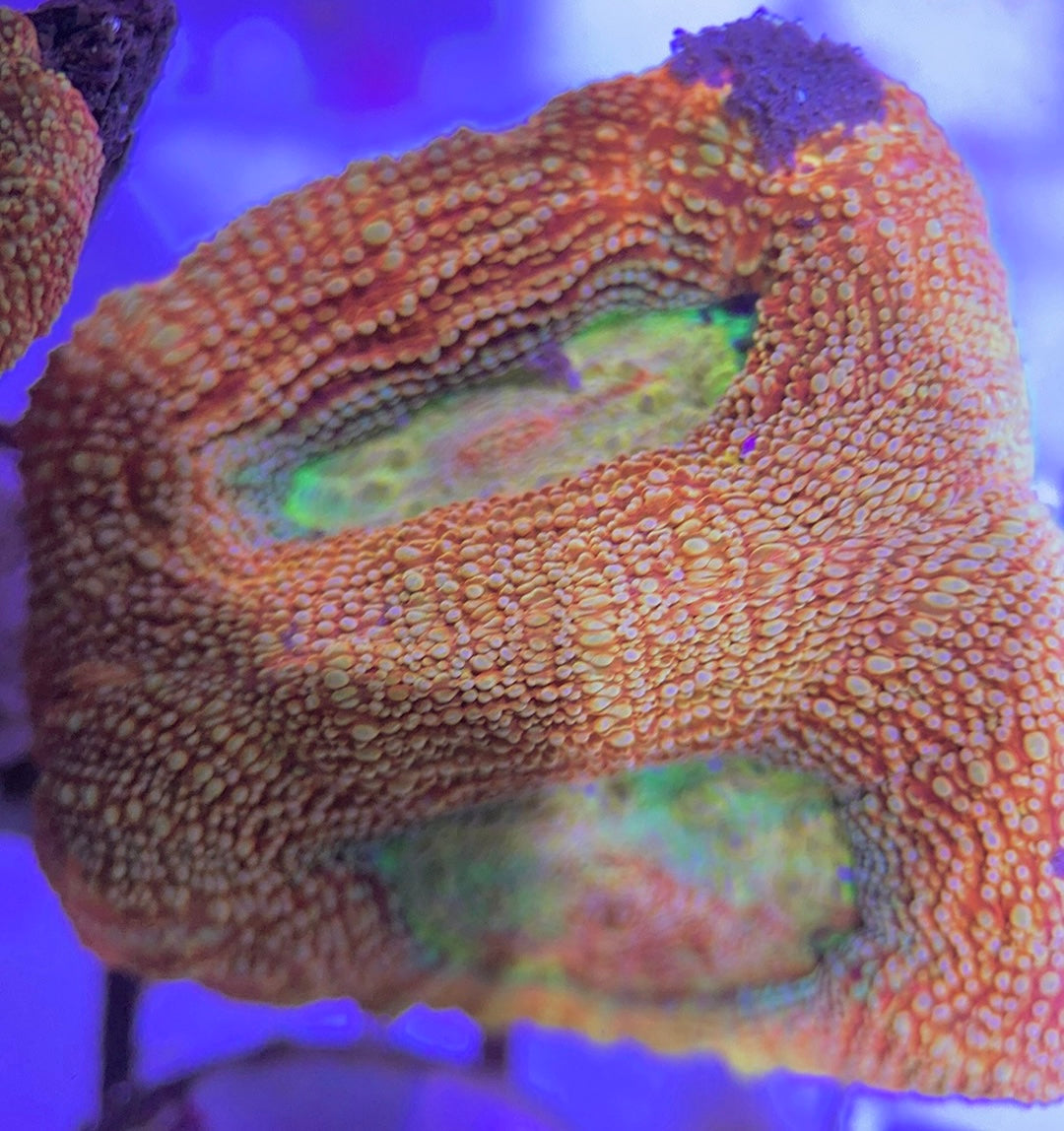 Acan Bowerbanki Red Size: L 2" to 3" Diamter Approx - Violet Aquarium 