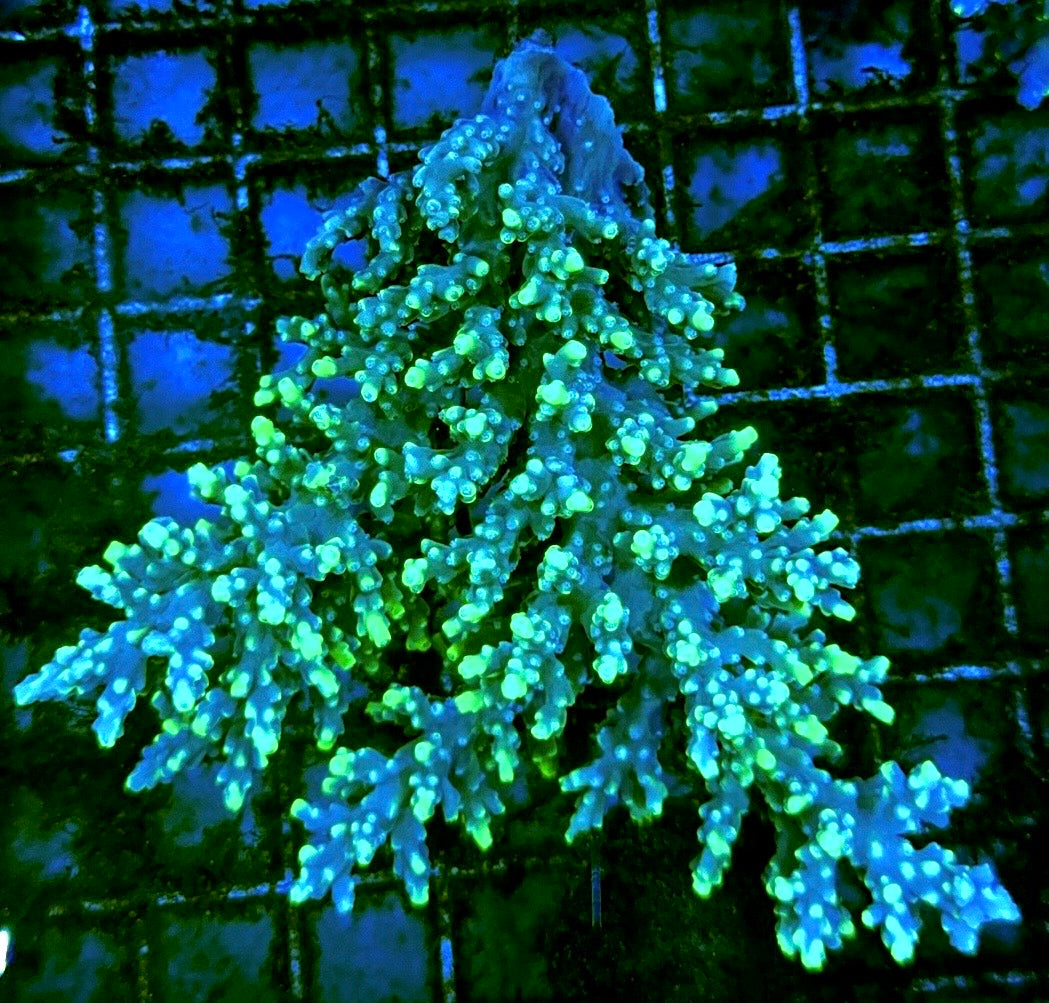 Acropora Millepora Mother Colony AMMC112105 WYSIWYG Size: L 4" x W 3.75" approx