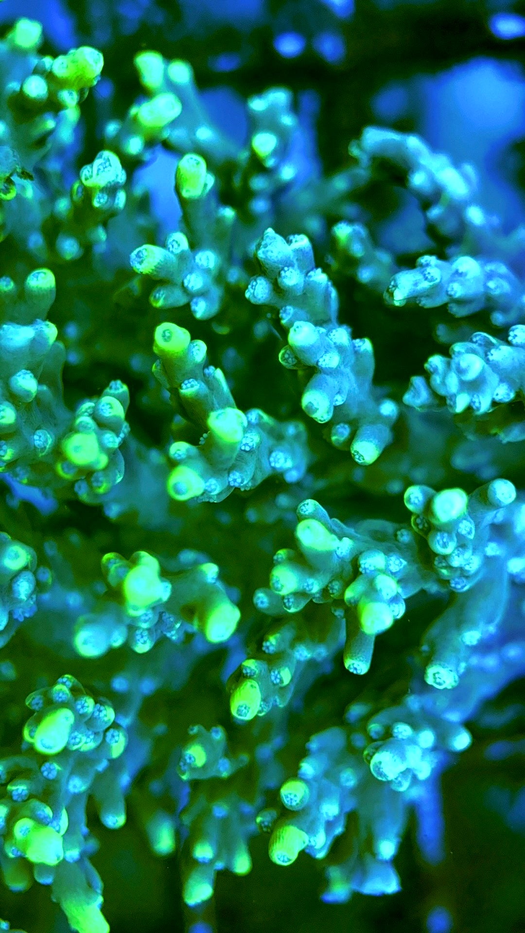 Acropora Millepora Mother Colony AMMC112105 WYSIWYG Size: L 4" x W 3.75" approx