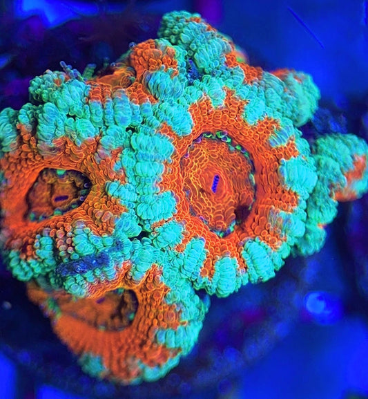 Acan Lordhowensis