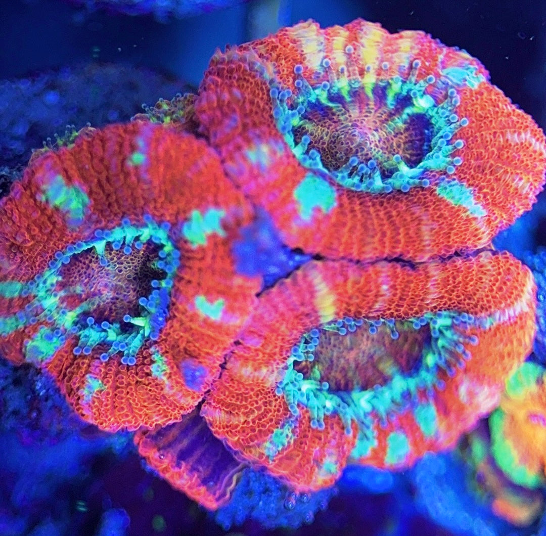 Acan Lordhowensis