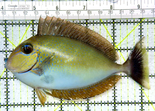 Vlamingi Unicorn Tang VUT121401 WYSIWYG Size: L 5.25"
