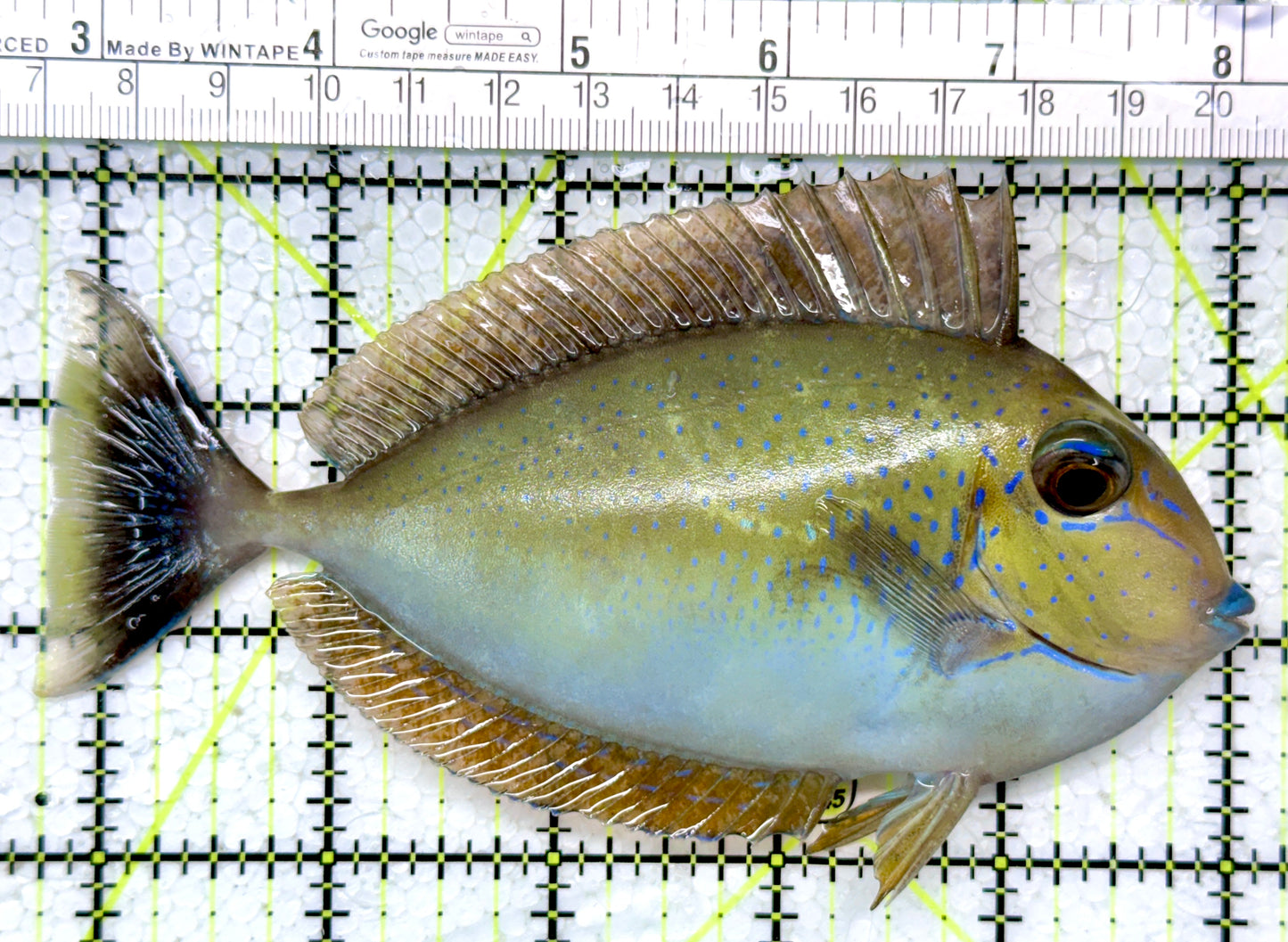 Vlamingi Unicorn Tang VUT121401 WYSIWYG Size: L 5.25"