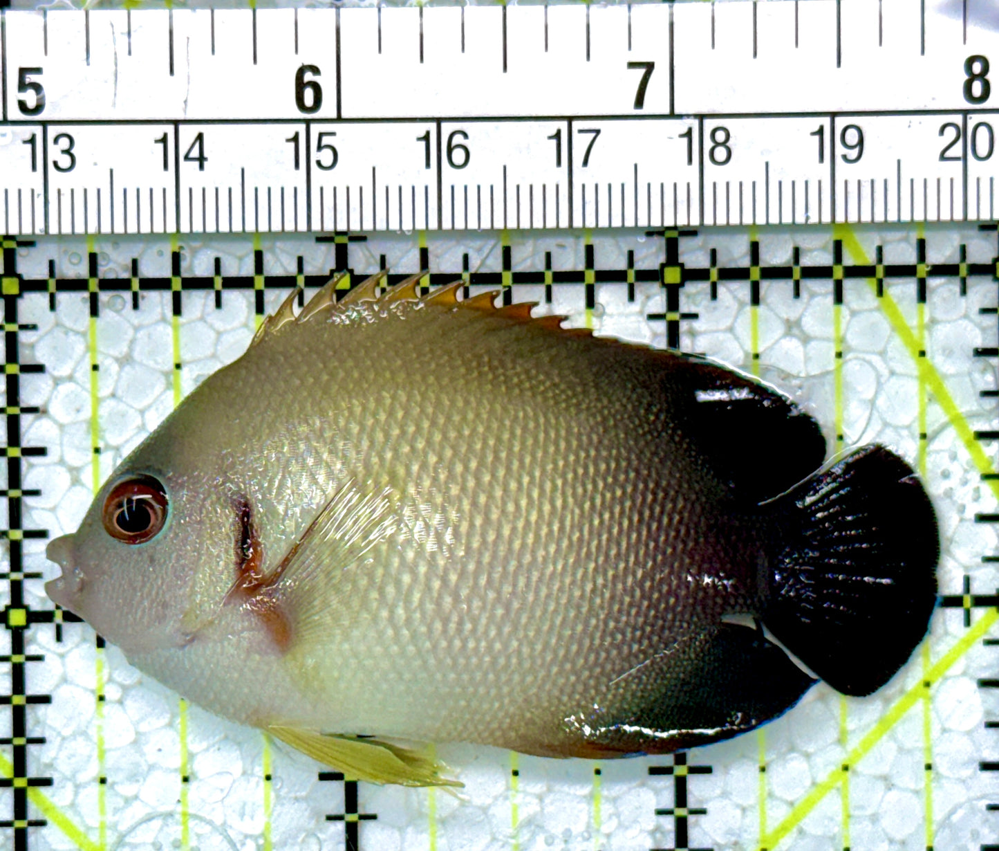 Half Black Vroliki Angelfish HBVA121401 WYSIWYG Size: ML 2.75"