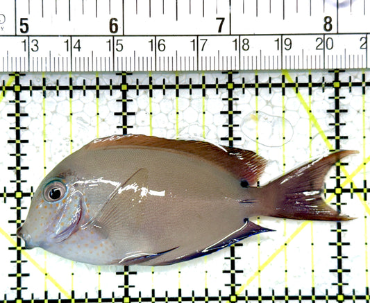 Lavender Tang LT121401 WYSIWYG Size: M 3.25"