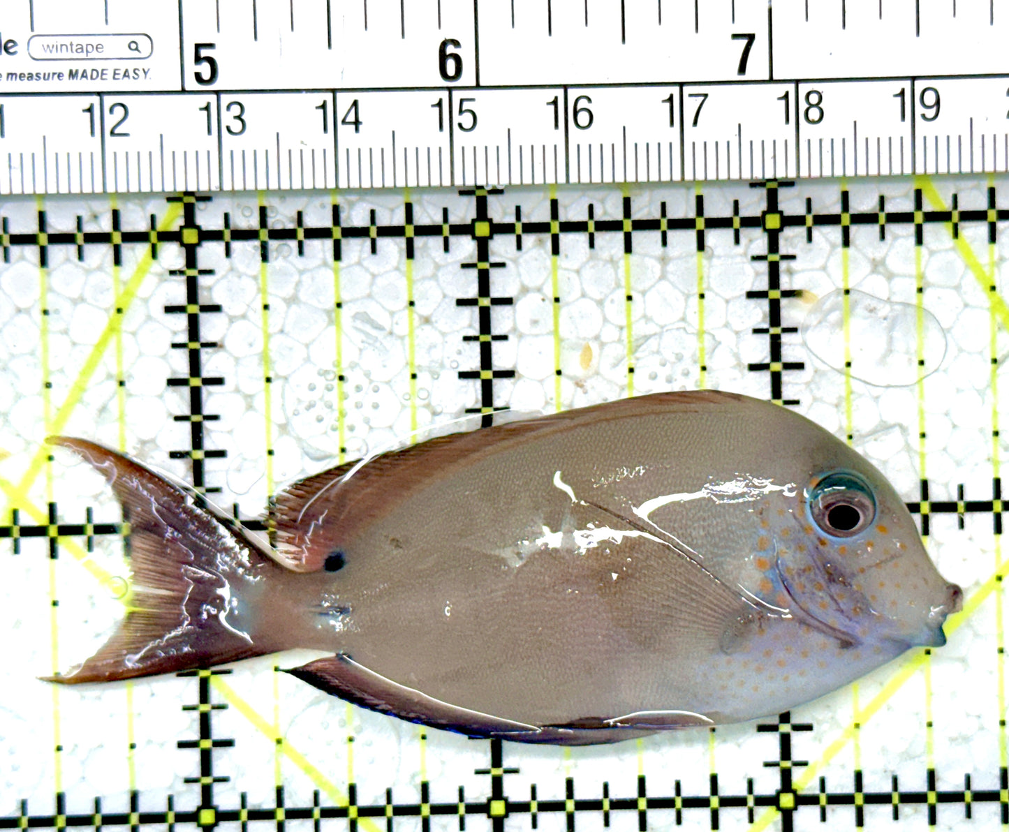 Lavender Tang LT121401 WYSIWYG Size: M 3.25"