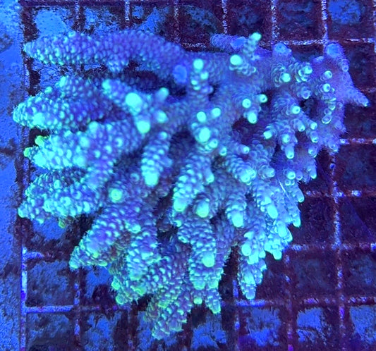 Acropora Millepora Mother Colony AMMC112109 WYSIWYG Size: L 4.5" x W 3.75" approx