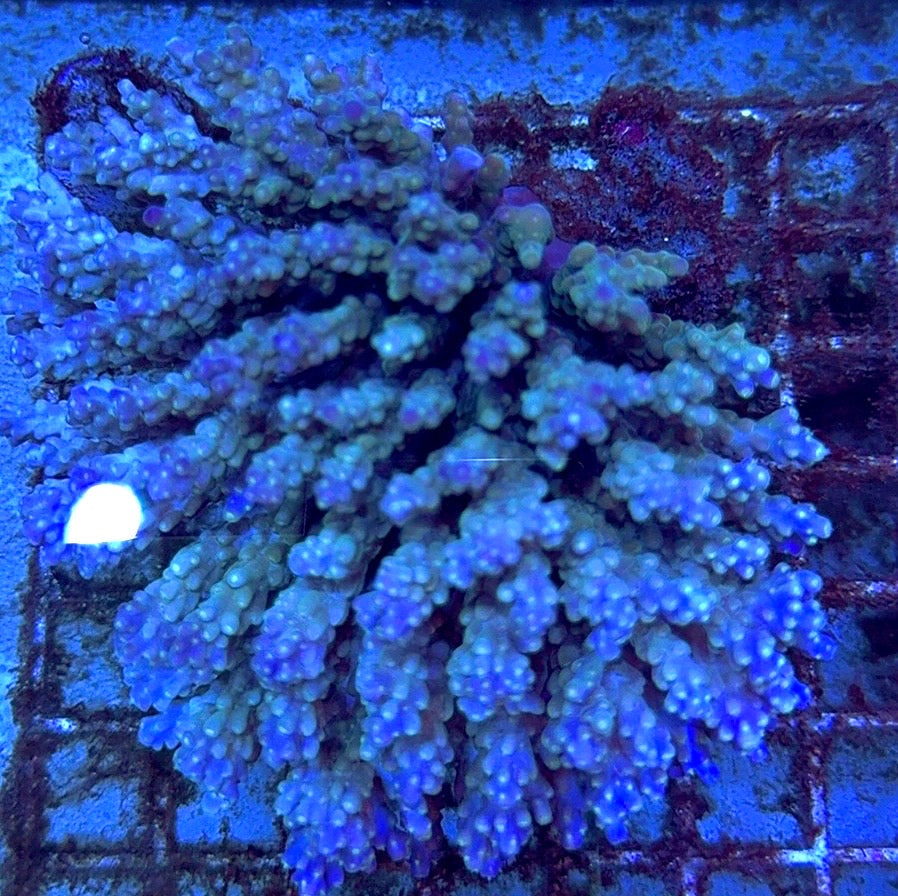 Acropora Millepora Mother Colony AMMC112110 WYSIWYG Size: L 4.5" x W 4" approx