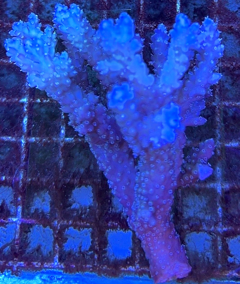 Acropora Millepora Mother Colony AMMC112115 WYSIWYG Size: L 5" x W 3.5" approx