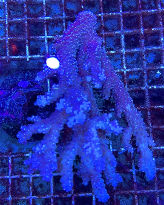 Acropora Millepora Mother Colony AMMC112116 WYSIWYG Size: L 6" x W 4" approx