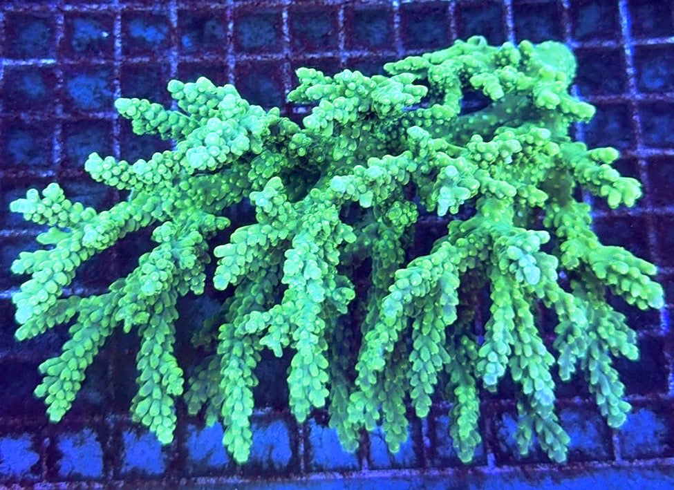 Acropora Millepora Mother Colony AMMC112111 WYSIWYG Size: L 6.5" x W 4.5" approx