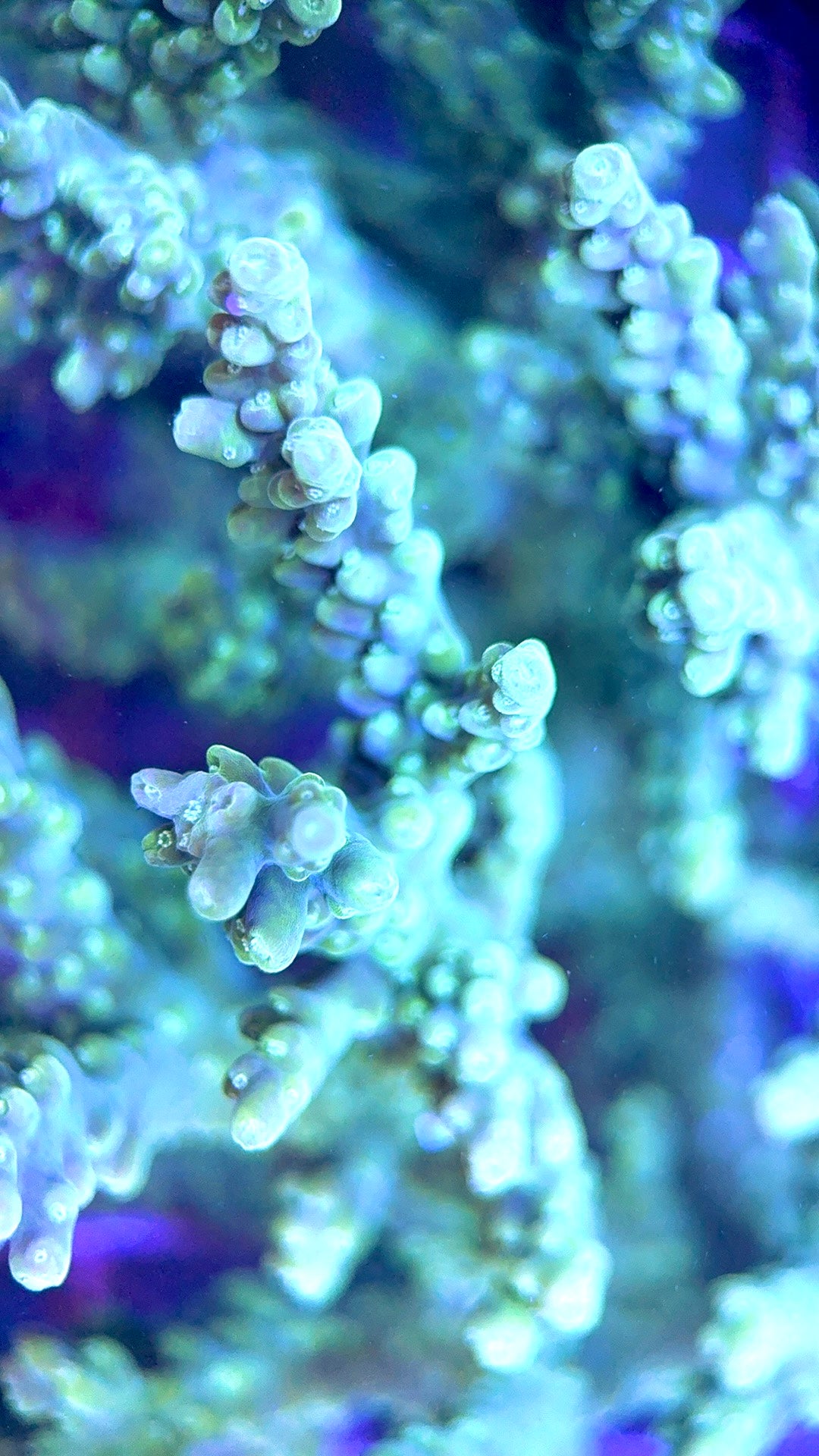 Acropora Millepora Mother Colony AMMC112111 WYSIWYG Size: L 6.5" x W 4.5" approx