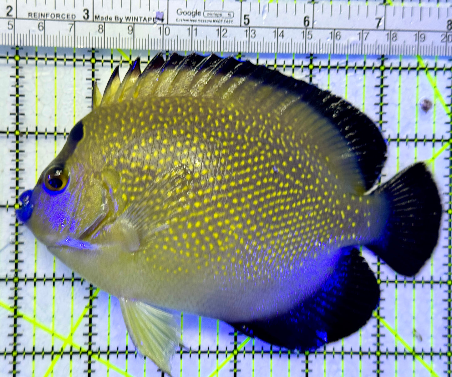 Goldflake Angelfish GA111901 WYSIWYG Size: 6.0 approx