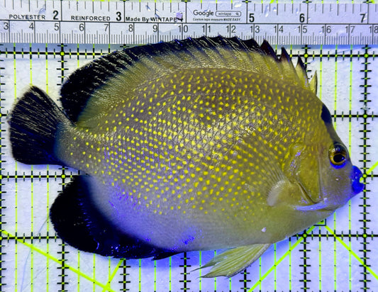 Goldflake Angelfish GA111901 WYSIWYG Size: 6.0 approx