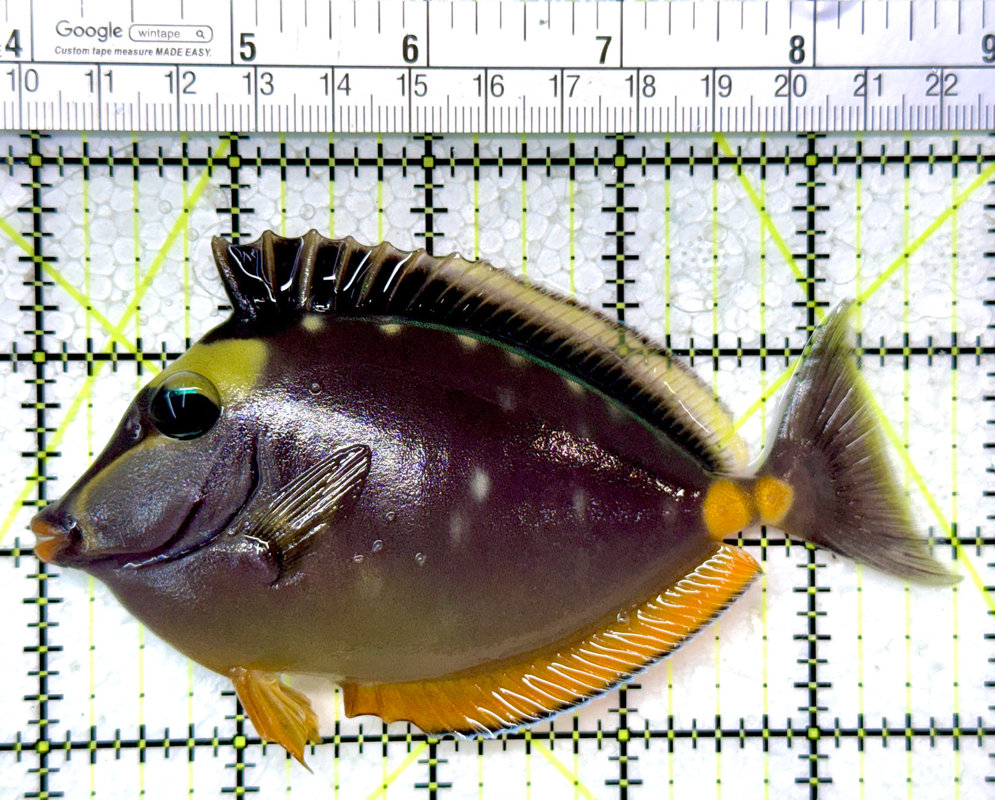 Naso Tang NT121402 WYSIWYG Size: ML 4.75"