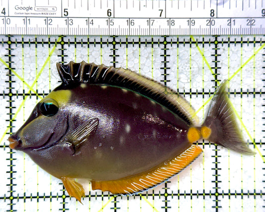 Naso Tang NT121402 WYSIWYG Size: ML 4.75"