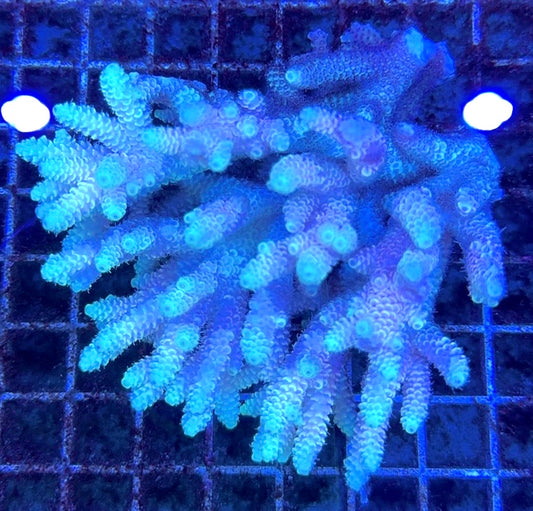 Acropora Millepora Mother Colony AMMC112112 WYSIWYG Size: L 4.5" x W 4.5" approx