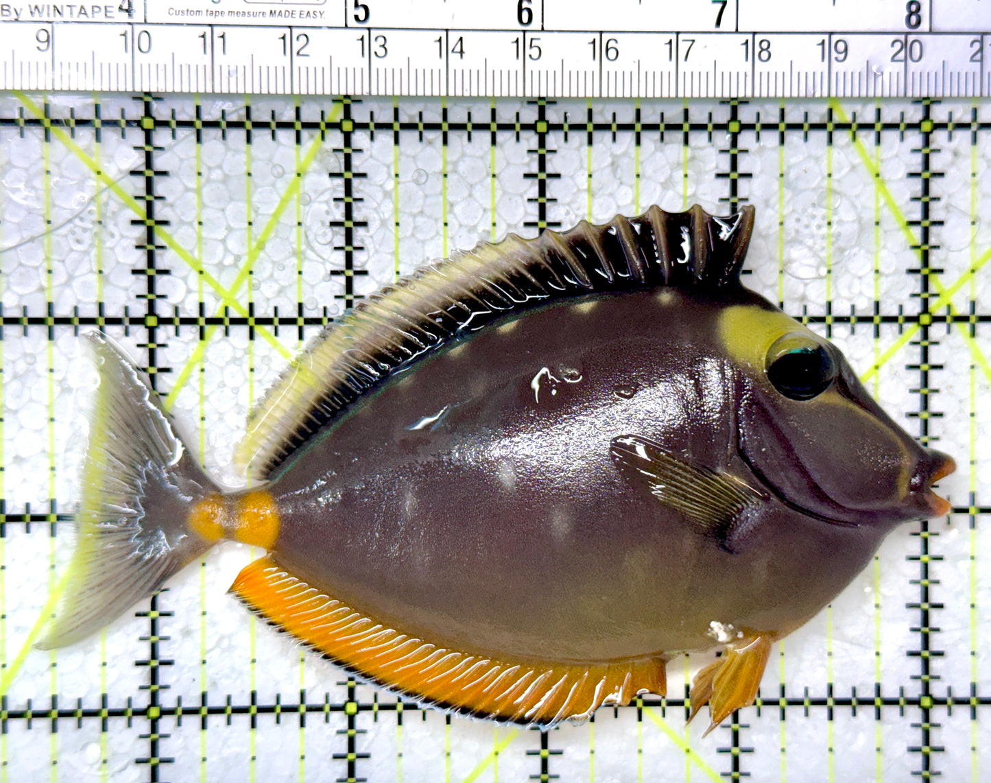 Naso Tang NT121402 WYSIWYG Size: ML 4.75"