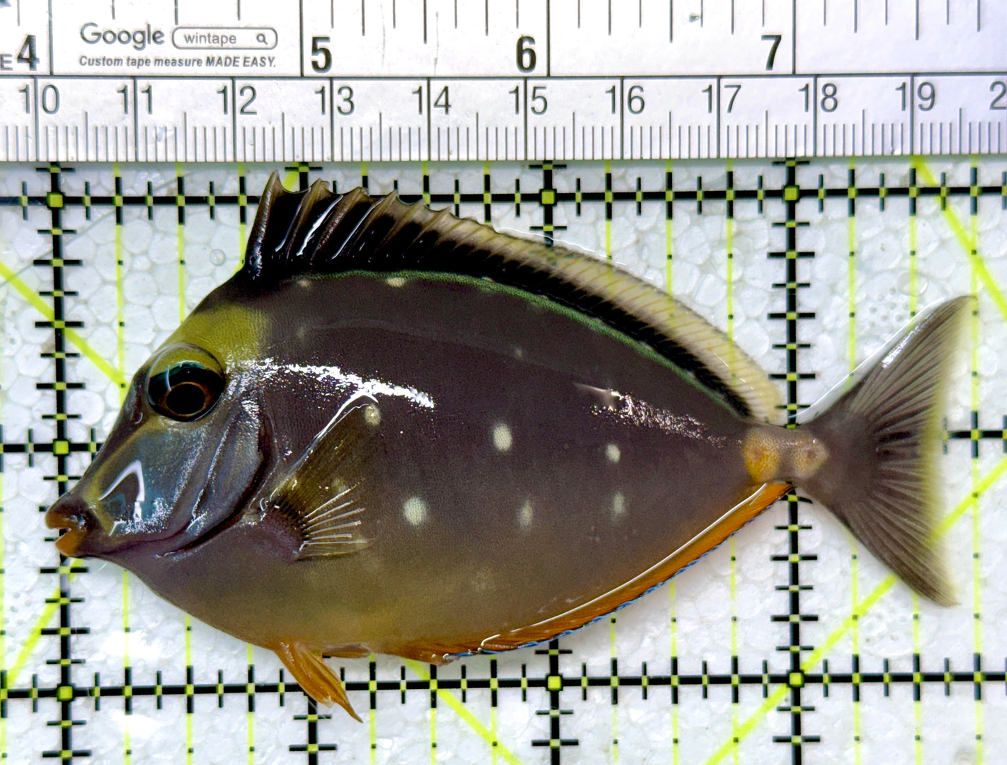 Naso Tang NT121403 WYSIWYG Size: M 3.75"