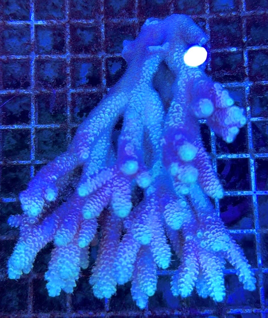 Acropora Millepora Mother Colony AMMC112113 WYSIWYG Size: L 4.5" x W 3.75" approx
