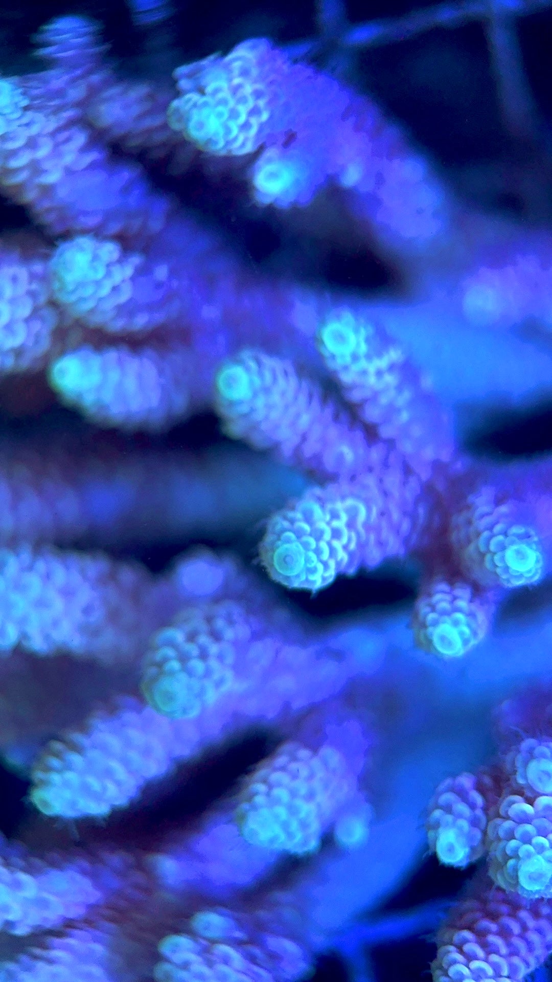 Acropora Millepora Mother Colony AMMC112113 WYSIWYG Size: L 4.5" x W 3.75" approx