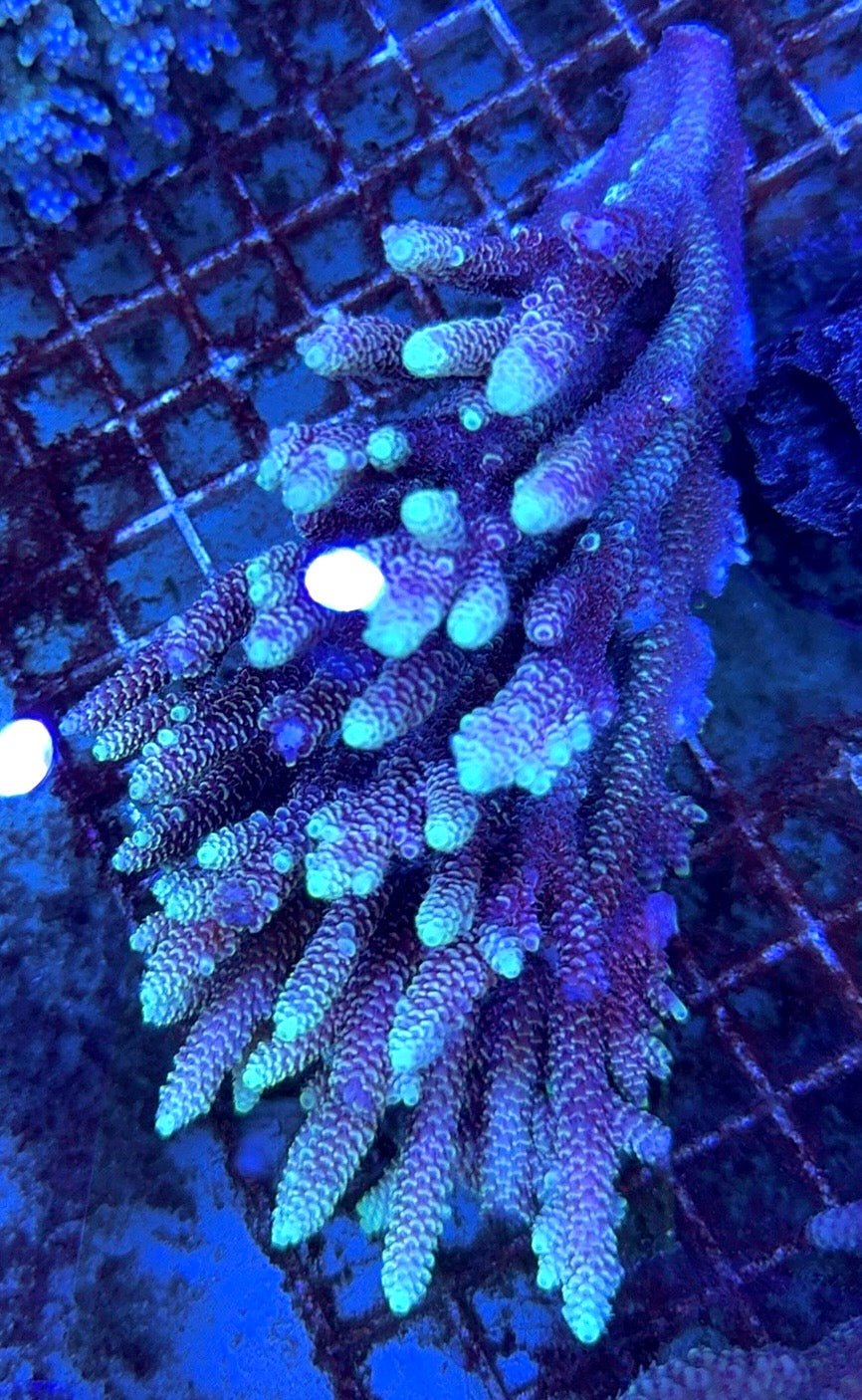 Acropora Millepora Mother Colony AMMC112114 WYSIWYG Size: L 7.5" x W 3.5" approx