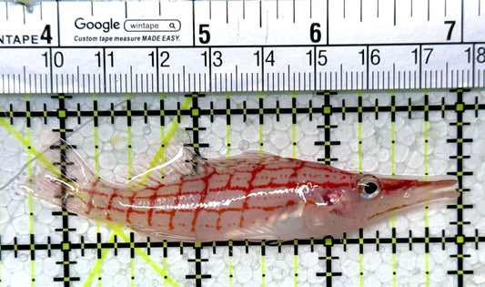 Longnose Hawkfish LH121401 WYSIWYG Size: XL 3.25"