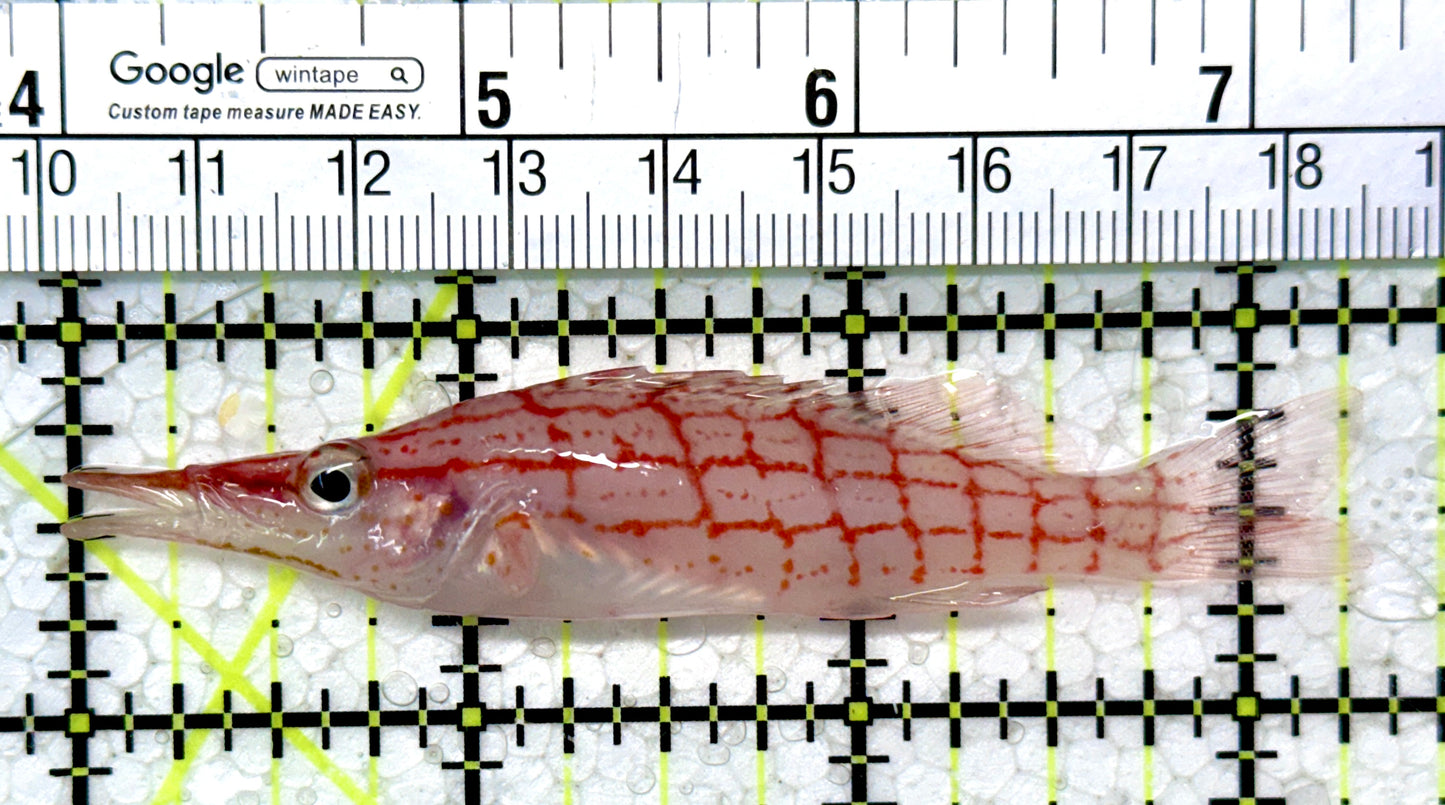 Longnose Hawkfish LH121401 WYSIWYG Size: XL 3.25"