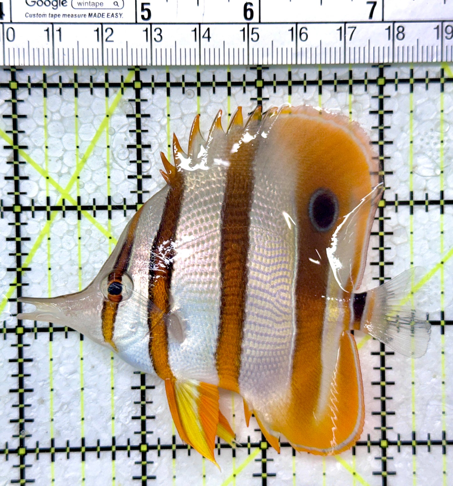 Copperband Butterflyfish CB121401 WYSIWYG Size: L 3.5"