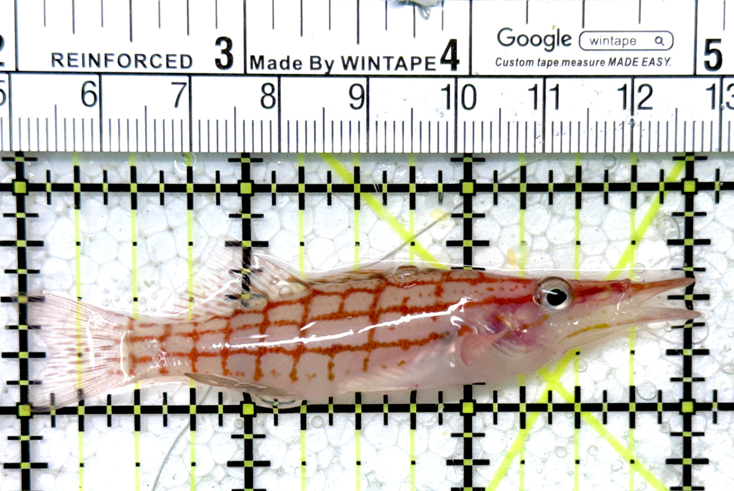 Longnose Hawkfish LH121402 WYSIWYG Size: XL 3.25"