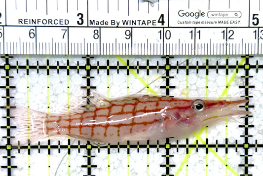 Longnose Hawkfish LH121402 WYSIWYG Size: XL 3.25"