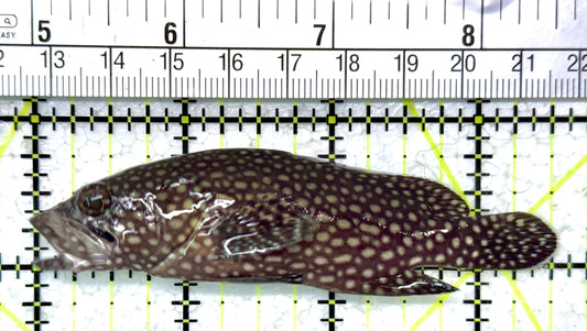 White Spotted Grouper WSG121401 WYSIWYG Size: 3.5"