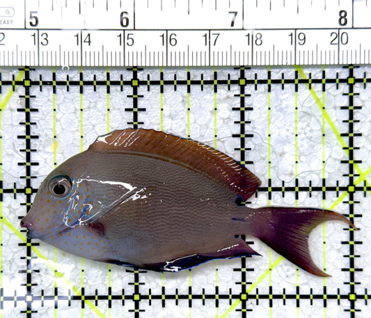 Lavender Tang LT121404 WYSIWYG Size: SM 3"