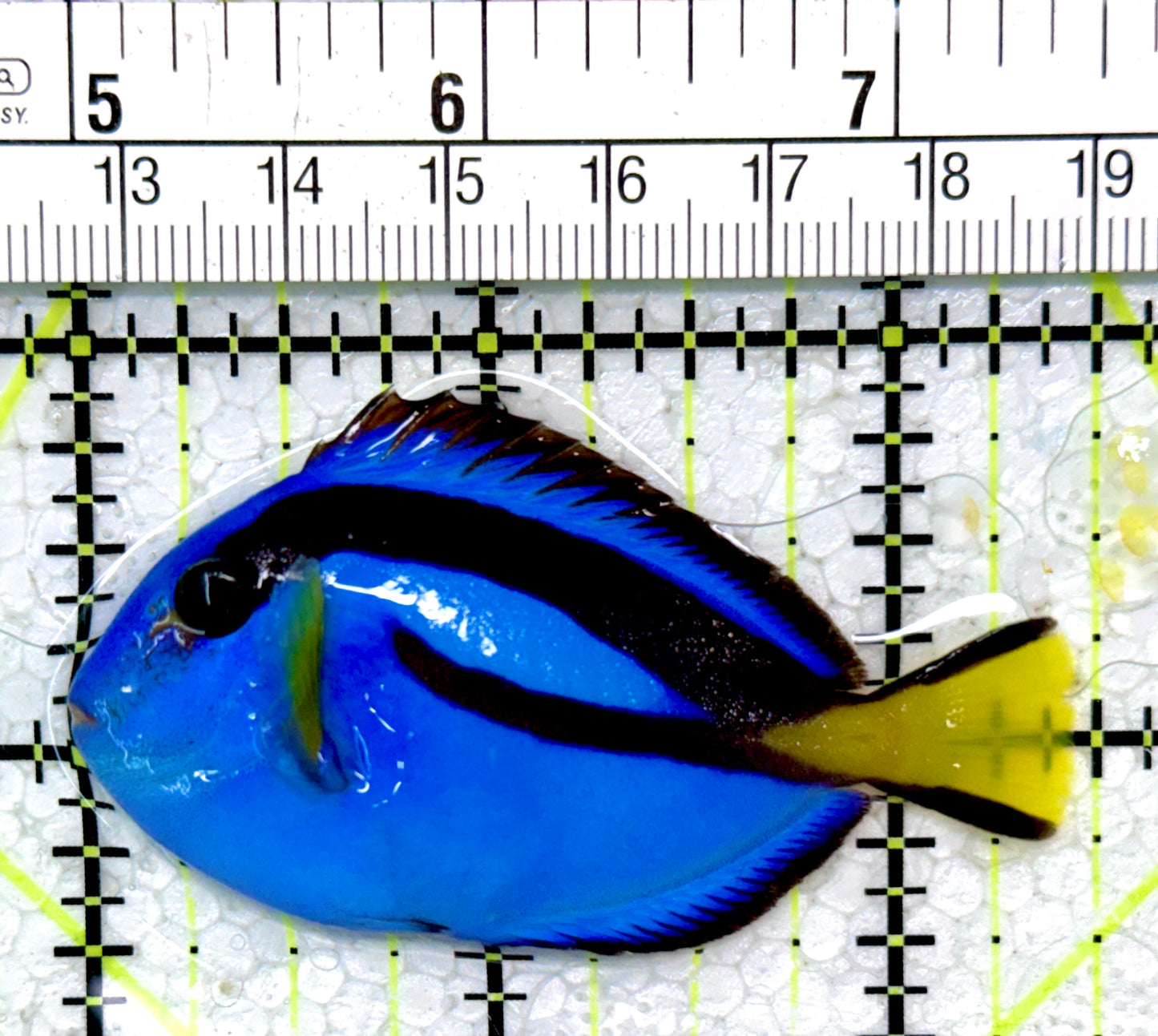 Blue Hippo Tang BHT121402 WYSIWYG Size: S 2.5"