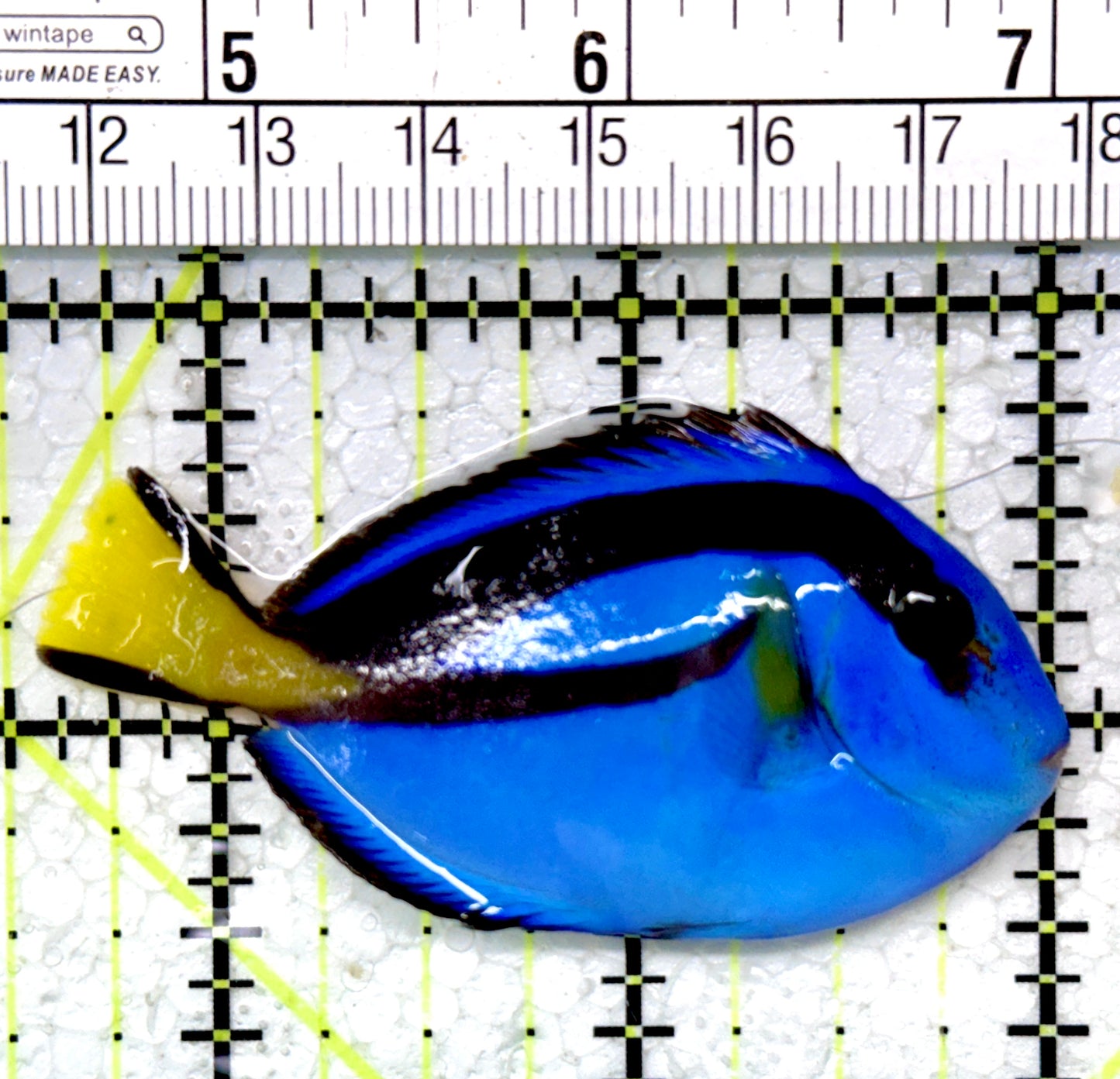 Blue Hippo Tang BHT121402 WYSIWYG Size: S 2.5"