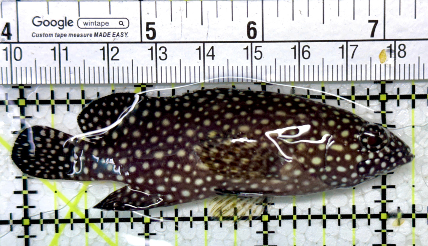 White Spotted Grouper WSG121402 WYSIWYG Size: 3.5"