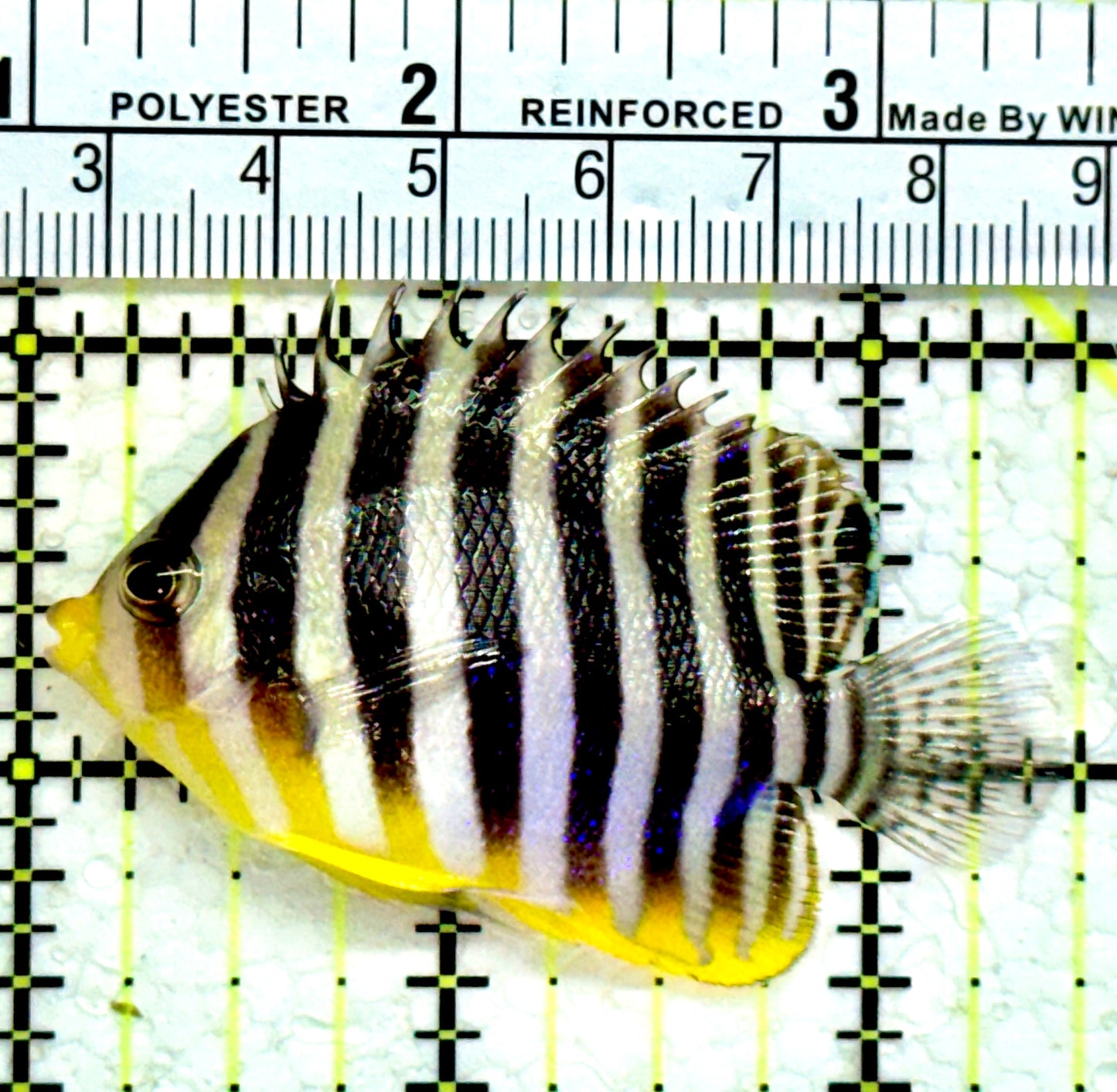 Multibar Angelfish MA112201 WYSIWYG Size: 2.5"