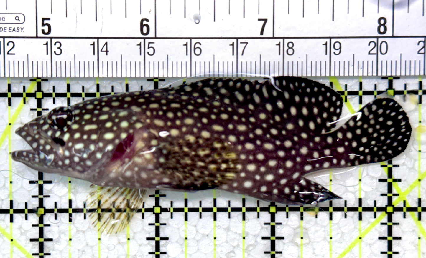 White Spotted Grouper WSG121402 WYSIWYG Size: 3.5"