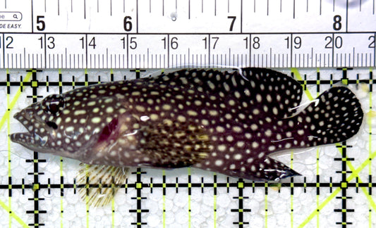 White Spotted Grouper WSG121402 WYSIWYG Size: 3.5"