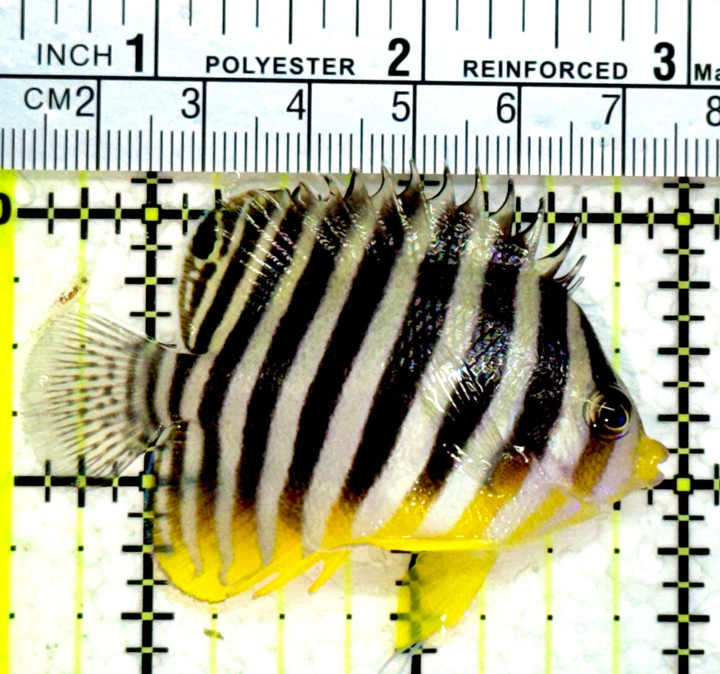 Multibar Angelfish MA112201 WYSIWYG Size: 2.5"