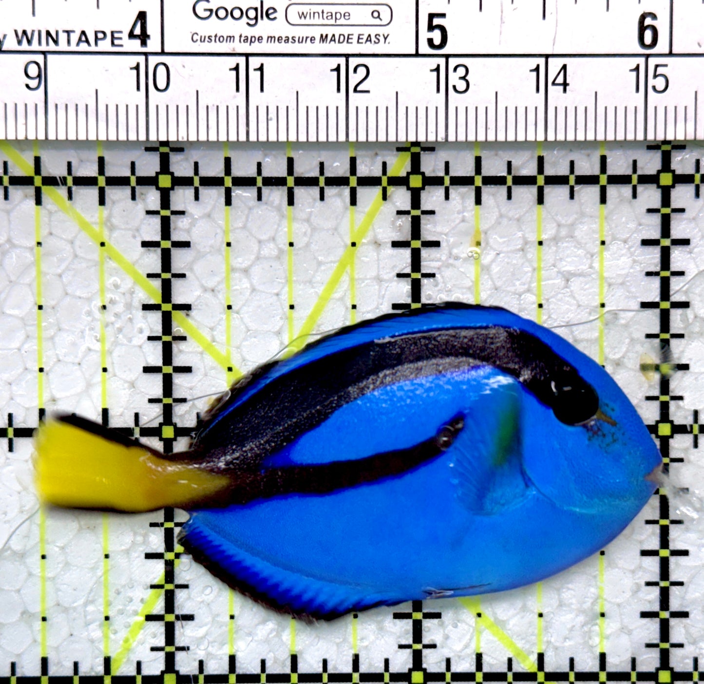 Blue Hippo Tang BHT121403 WYSIWYG Size: S 2.5"