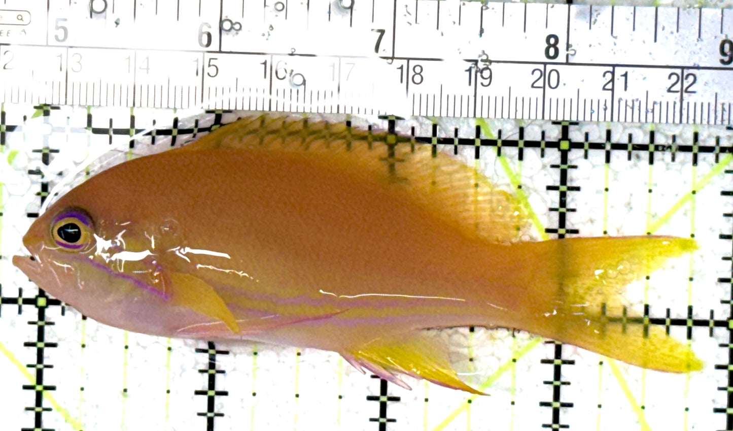 Squareback Anthias (Female) SAF121501 WYSIWYG Size: L 4" approx