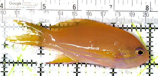 Squareback Anthias (Female) SAF121501 WYSIWYG Size: L 4" approx