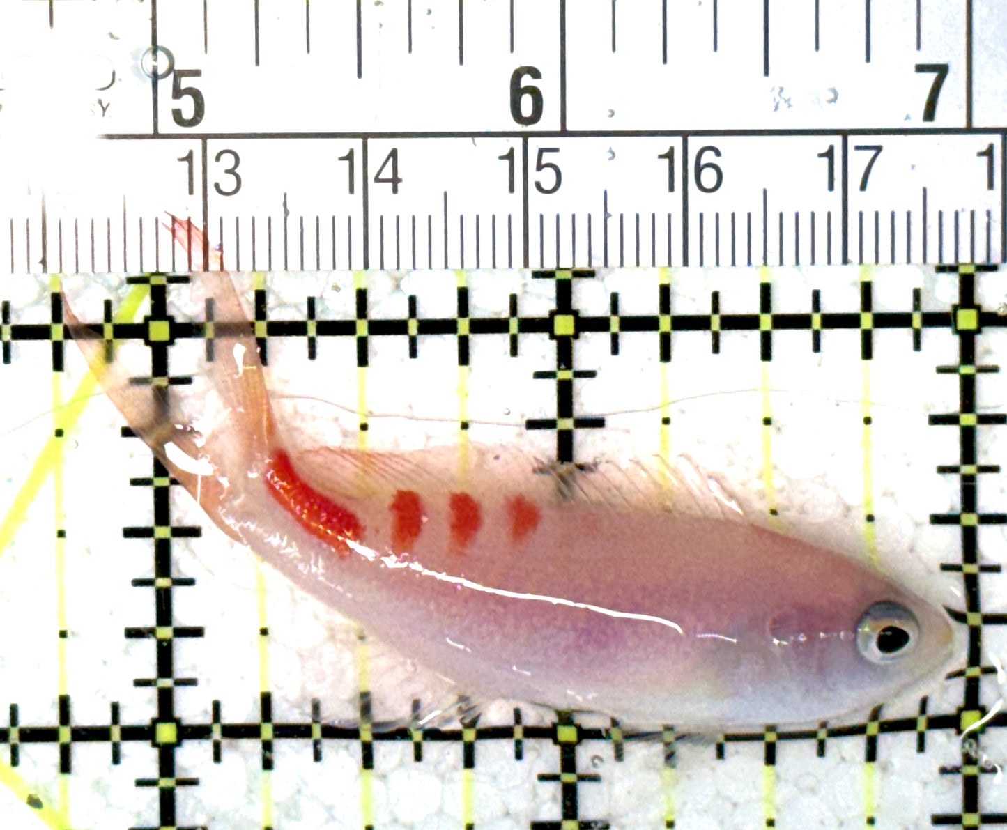 Red Saddled Anthias RSA121501 WYSIWYG Size: M 2.5" approx