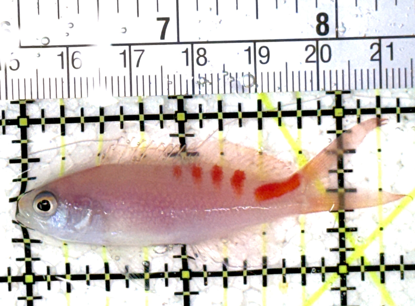 Red Saddled Anthias RSA121501 WYSIWYG Size: M 2.5" approx